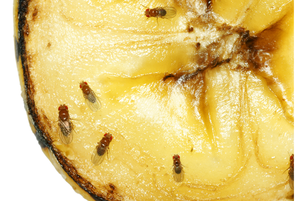 זבובי דרוזופילה על בננה מרקיבה | צילום: Sylvie Bouchard, SHutterstock