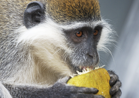 קוף וֶרְוֶט במזרח אפריקה | צילום: BRIAN GADSBY / SCIENCE PHOTO LIBRARY