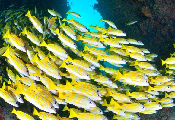 מן המעמקים אל השמיים: הדגים שמייעלים את פעולת הטורבינות | צילום: Shutterstock