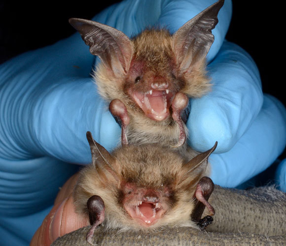 שני מיני עטלפים משמיעים את דברם | צילום: NICK UPTON / NATURE PICTURE LIBRARY / SCIENCE PHOTO LIBRARY