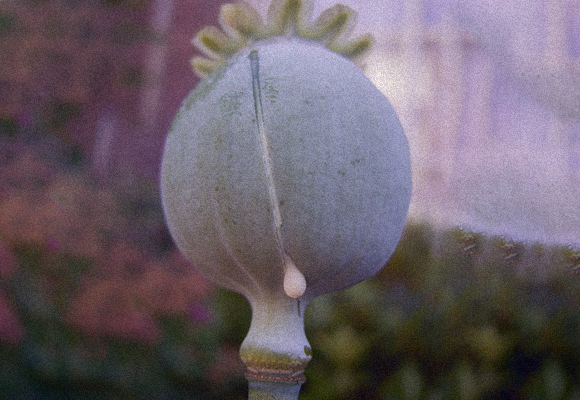 שרף מופרש משריטה שנעשתה בהלקט זרעים של פרג האופיום – הוא הסם אופיום | צילום: KGM007, ויקיפדיה, נחלת הכלל