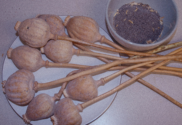 הזרעים מכילים הרבה פחות אופיום מהשרף. הלקטים יבשים של פרחי פרג וזרעים | צילום: Avriette, ויקיפדיה