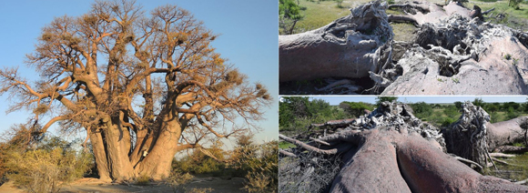 אחד מעצי הבאובב כפי שצולם ביוני 2015 (משמאל) ולאחר קריסתו בינואר 2016 | צילומים מתוך מאמר המחקר