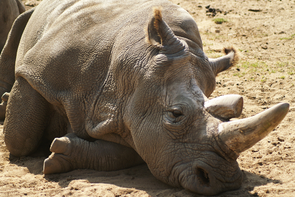האם מותו של הזכר האחרון הוא סוף דרכו של המין הזה? אנו מקווים שלא. קרנף לבן צפוני | צילום: Shutterstock