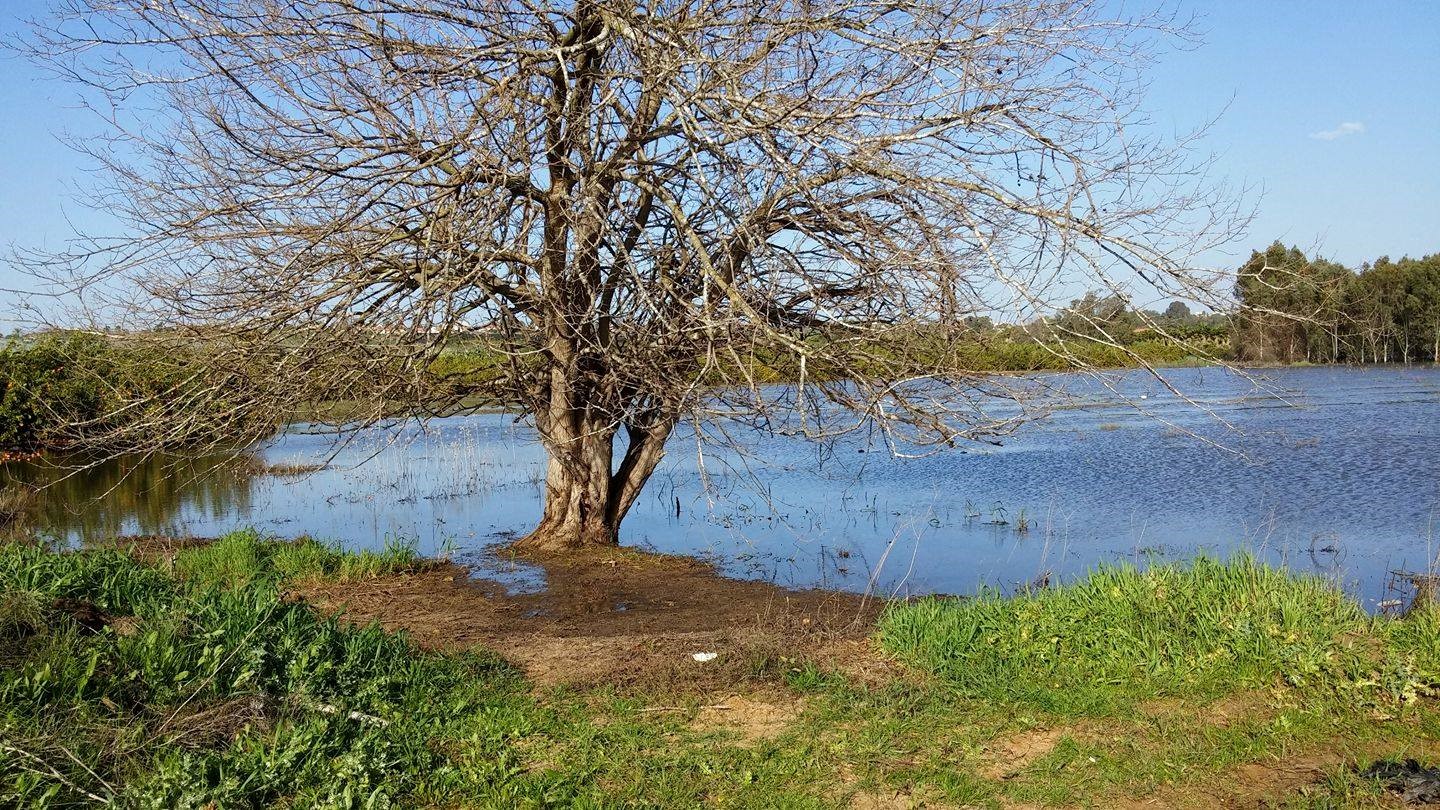 בית גידול ייחודי לבעלי חיים רבים, המצוי בסכנת הכחדה בגלל בנייה וחקלאות. בריכת החורף ברחובות | צילום: ניב שגיא