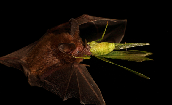 העטלף משתמש בעלה כמעין "מראה אקוסטית". M. microtis טורף גמל שלמה | מקור: Christian Ziegler, Ziegler et al