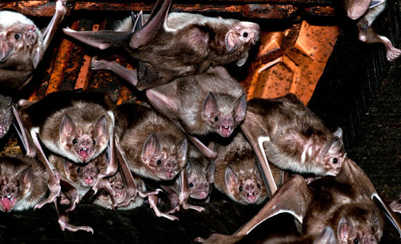 עטלפי ערפד | צילום: TONY CAMACHO / SCIENCE PHOTO LIBRARY