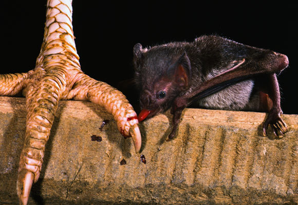 עטלף ערפד ניזון מדם של תרנגולת | צילום: MERLIN D. TUTTLE / SCIENCE PHOTO LIBRARY