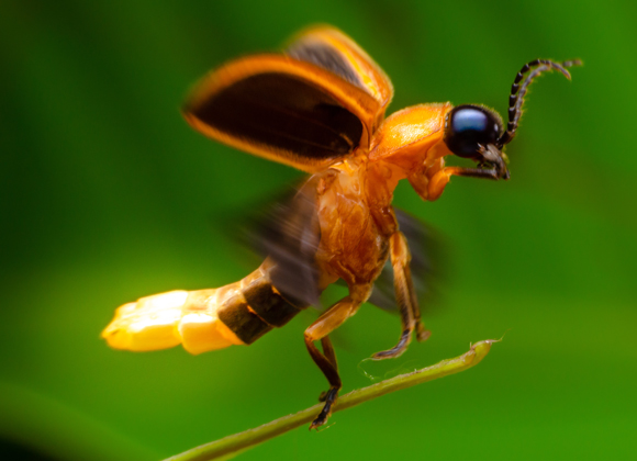החוקרים סבורים כי האור שימש קודם לאזהרת טורפים, ורק בהמשך התפתח למנגנון חיזור. גחלילית | צילום: Shutterstock
