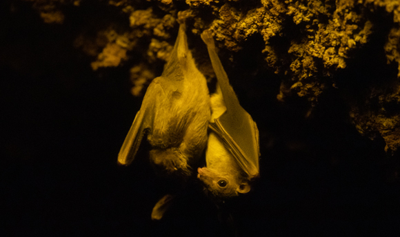 עטלף פירות מצוי תלוי מתקרת מערה | צילום: Azahara Perez, Shutterstock