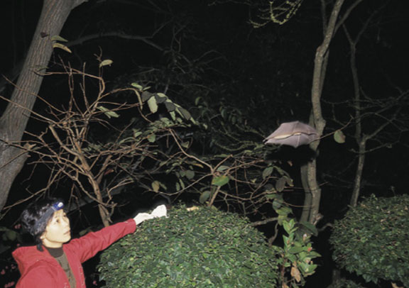 שי משחרר עטלף אחרי בדיקת דם