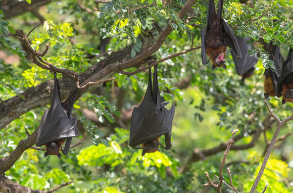 עטלפים נתלים מעצים