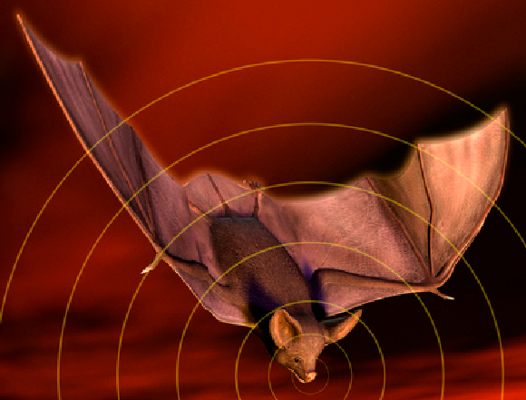 אילוסטרציה של איכון הד של עטלף | Victor Habbick Visions, Science Photo Library