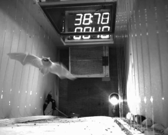 עטלפון לבן שוליים בוגר עף אל המטרה בניסוי | צילום: ערן עמיחי