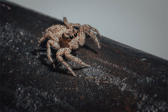 קופצן, לא מהמין שהשתתף במחקר, על עץ | צילום: Stephane Spatafora, Shutterstock