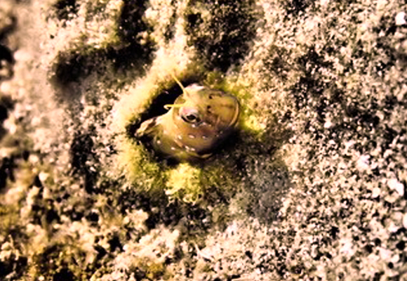 מסלק את הביצים מהקן כדי לפתוח לעצמו אפשרויות הורות מבטיחות יותר. דג R. nitidus | צילום באדיבות פרופ' טקשי טקגקי, אונ' קיוטו