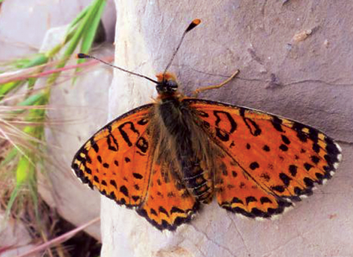 פעם חשבו שזו נימפית פרסית, עכשיו התברר שזו נימפית אצנטריה, כפי שצולמה בחרמון | צילום: ולדימיר לוחטנוב, אוניברסיטת סנקט פטרבורג