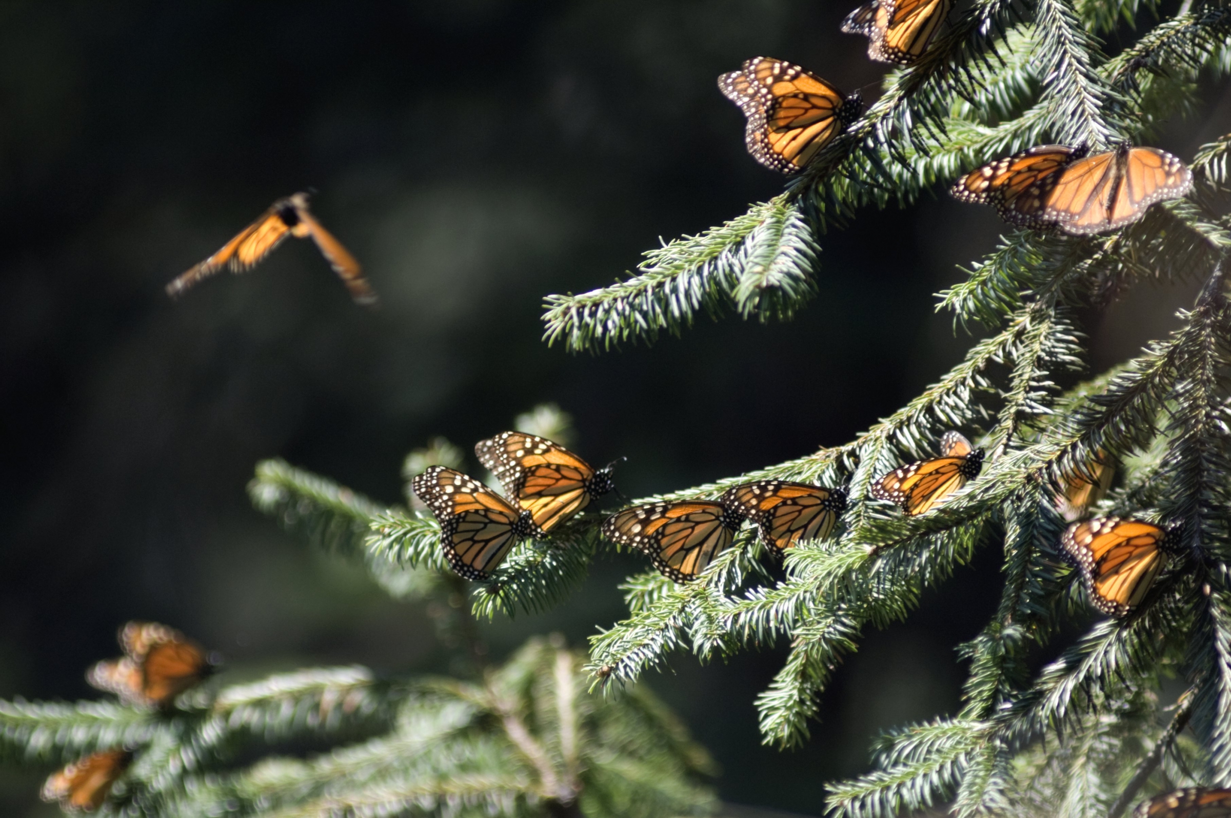 התחלה חדשה בבית גידול קריר יותר. פרפרי דנאית מלכותית על עץ אשוח במקסיקו | צילום: Science Photo Library