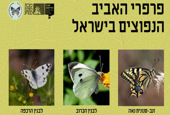 מטיילים בפסח? לחצו על התמונה לפתיחת מדריך שימושי לזיהוי פרפרי האביב, באדיבות אגודת חובבי הפרפרים. צילומים: משה לאודון (זנב-סנונית נאה, לבנין הכרוב, כיתמית הבוצין), שלו ויסמן (לבנין הרכפה, נימפית החורשף, טבעית זוטית), alonto (כחלון האפון), סמיר חמזה (כחליל השברק), אושרי נפרסטק (נחושתן החומעה) למידע נוסף