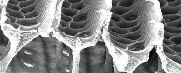 צילום מיקרוסקופ אלקטרונים סורק של כנף פרפר | Alex Davis, Duke University