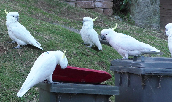 תוכי עם סימון צבע על הגב מניף מכסה פח | צילום: Barbara Klump/Max Planck Institute of Animal Behavior