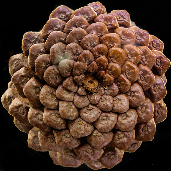 הקשקשים באצטרובל מסודרים בספירלות מנוגדות. מספרי הספירלות בשני הכיוונים הם מספרים עוקבים בסדרת פיבונצ'י  | flickr, Monteregina (Nicole)