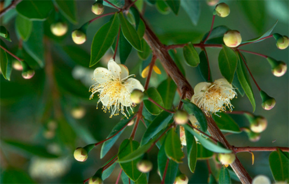 ענפי הדס נוטים לעבור לאורך התבגרותם שלושה שלבים שונים של פיזור העלים לאורכם. שיח הדס | A S Gould, Science Photo Library