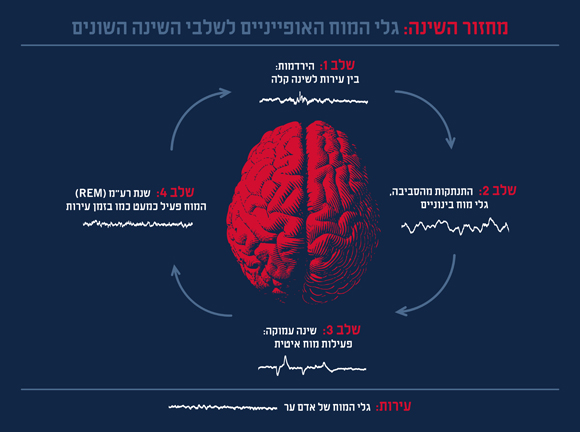 מחזורים של שעה וחצי בערך. גלי הפעילות של המוח בשלבים השונים של השינה | איור: מריה גורוחובסקי