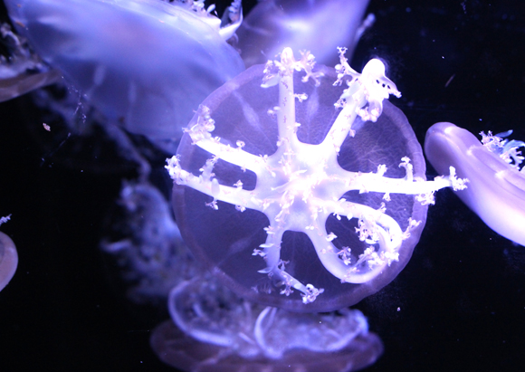 מתברר שאפילו יצור חסר מוח מסוגל להיכנס למצב מחזורי דמוי שינה. מדוזת קסיופאה | צילום: Science Photo Library