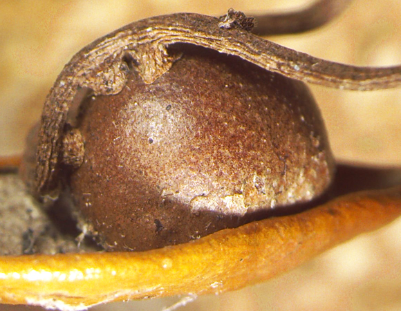 הצמח הטפיל יונק מתוך העפץ את חומרי המזון המיועדים לזחלי הצרעות | צילום: Mattheau Comerford/Rice University