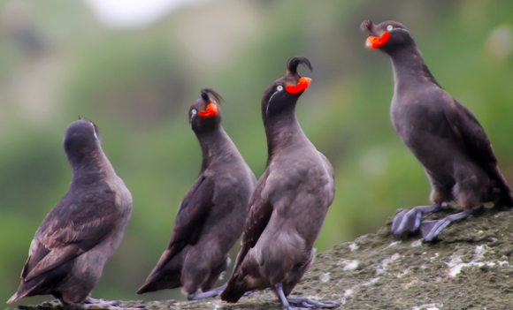 אלקית מצוייצת | Shutterstock