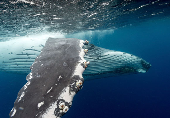 מהווה השראה לטורבינות רוח. לווייתן גדול-סנפיר | צילום: Science Photo Library