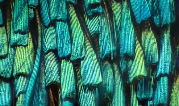 פרפרים שמבינים באנרגיה סולרית | צילום: Shutterstock