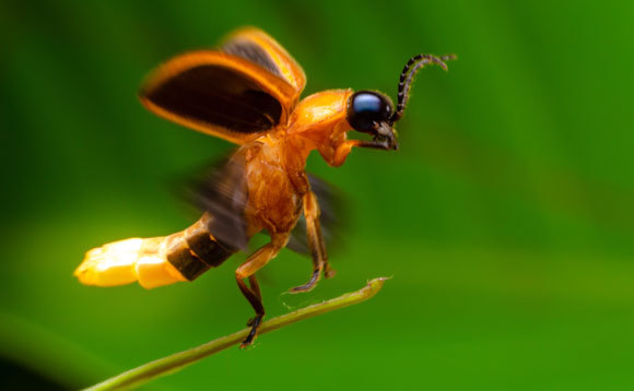 א-סימטריה עובדת בשביל הגחליליות | צילום: Shutterstock