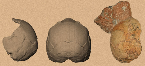 גולגולת אפידימה 1 (משמאל) והשיחזור שלה. קרדיט: קתרינה הרוואטי