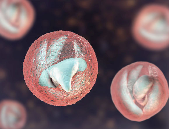 כלור לא יכול לו. חיידק הקריפטוספורידיום | Science Photo Library