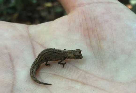 זיקית קטנה, שגודלה כגפרור | צילום: ליאת בן דוד