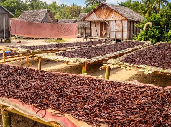 תרמילי וניל מונחים לייבוש בשמש עד שהם משחימים | מקור: Shutterstock