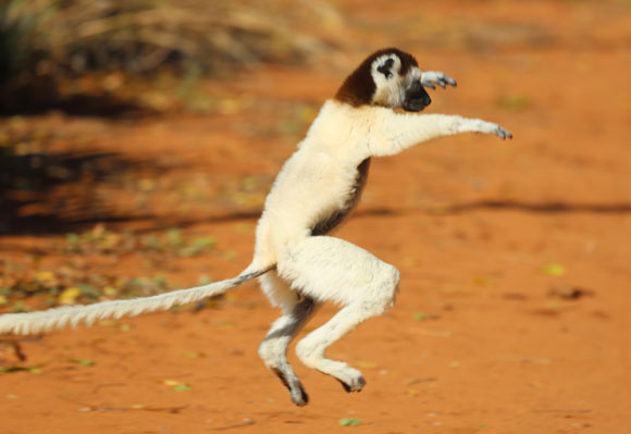 סיפאקה רוקדת. הלמור היחיד שקופץ על שתי רגליים, ומנתר על הקרקע בתנועה המזכירה ריקוד | צילום: ליאת בן דוד