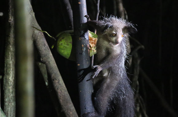 איי-איי, פרימט לילי בעל חזות מפחידה. המקומיים לעיתים יהרגו אותו בגלל אמונות טפלות | צילום: ליאת בן דוד