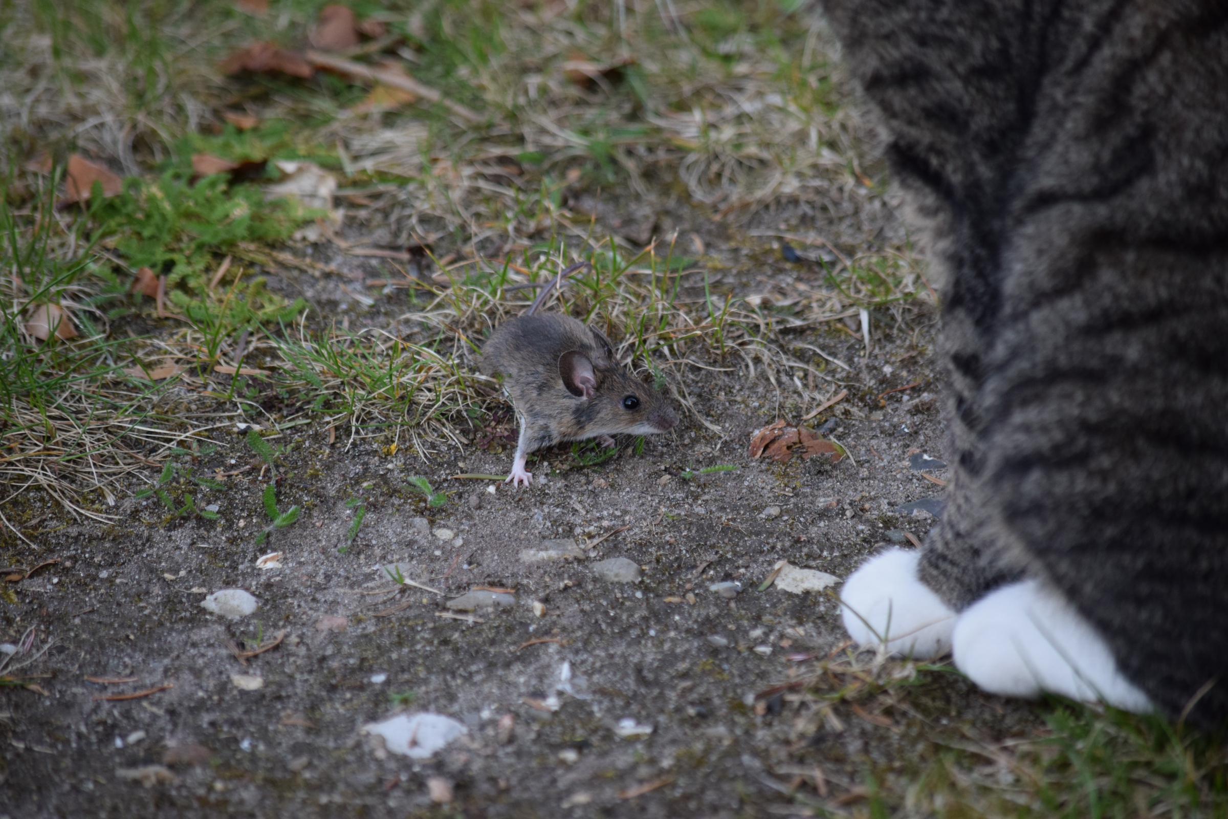 הטפיל גורם לעכברים וחולדות לאבד את הפחד מחתולים, מגדיל את סיכוייהם להיטרף ואת סיכוייו שלו לחזור למעי חתול | צילום: Shutterstock
