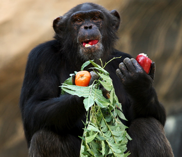 שימפנזה אוכל פירות ועלים | Shutterstock