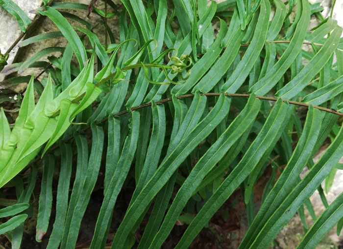 מסוגלים להפחית במחצית את כמות הארסן בקרקעות מסוימות. צמחי אברה ארוכת עלים | מקור: Shutterstock