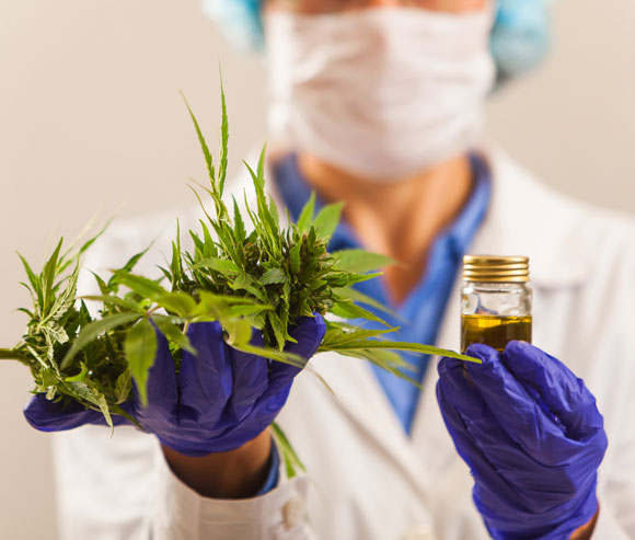 דרושים ניסויים קליניים כדי להמליץ בצורה אחראית על שימוש בקנביס כטיפול בכאבים והתמכרות. | צילום: Shutterstock