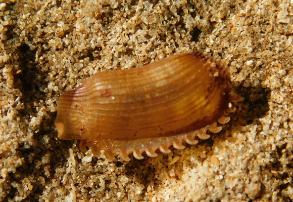 שמים את כל הביצים בתוך תיק אחד, המגן עליהן. תיק הביצים של תיקנחול | צילום: איגור ארמיאץ' שטיינפרס