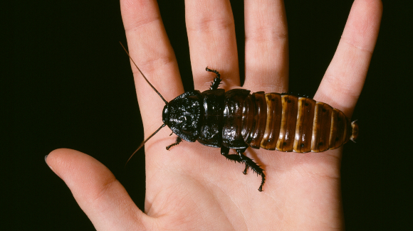 גם זו סוג של חיית מחמד, ואפשר אפילו ללטף. התיקן הלוחש הענקי ממדגסקר | צילום: Science Photo Library