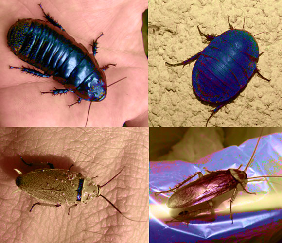 מימין למעלה בכיוון השעון: תיקנחול, תיקן אמריקאי, תיקן יערות אוסטרלי, ותיקן ממשפחת התיקנים הענקיים | צילומים: איגור ארמיאץ' שטיינפרס