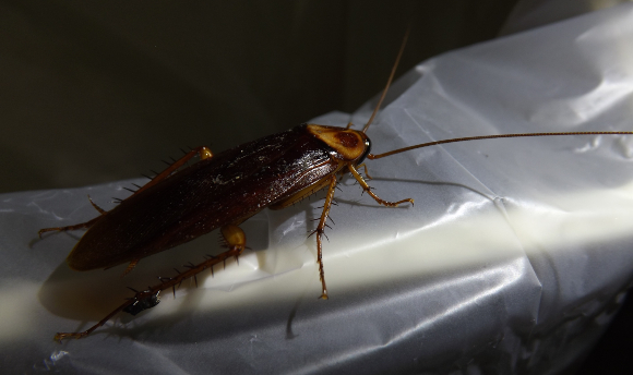 הגדול מבין התיקנים הנפוצים בישראל, ומושא לפחד ותיעוב לא ממש מוצדקים. תיקן אמריקאי | צילום: איגור ארמיאץ' שטיינפרס