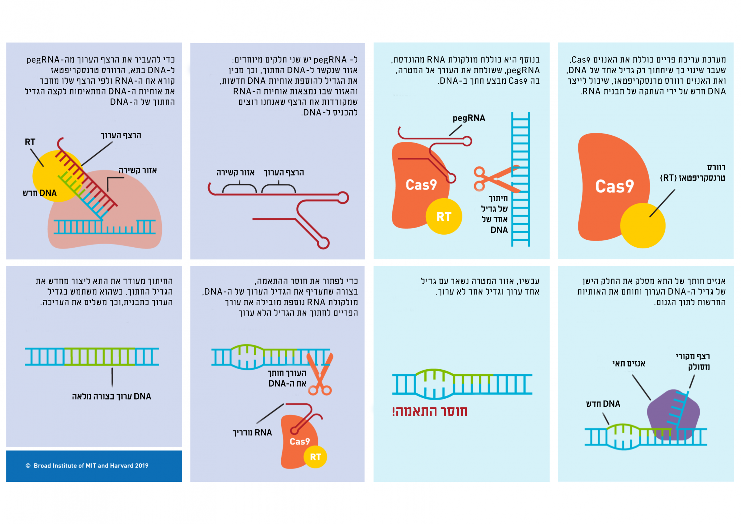 דרך הפעולה של עריכת פריים | Susanna M. Hamilton, Broad Institute Communications