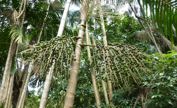 צמח מקומי העשוי להניב רווחים גדולים פי 15 מבקר, שבשבילו כורתים יערות | דקלי אסאי באמזונס | צילום: Shutterstock